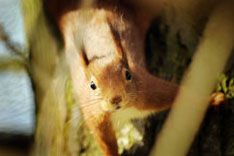 Adopting a Red Squirrel